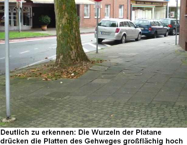 Platane Kleine Viehstraße / Marienring
